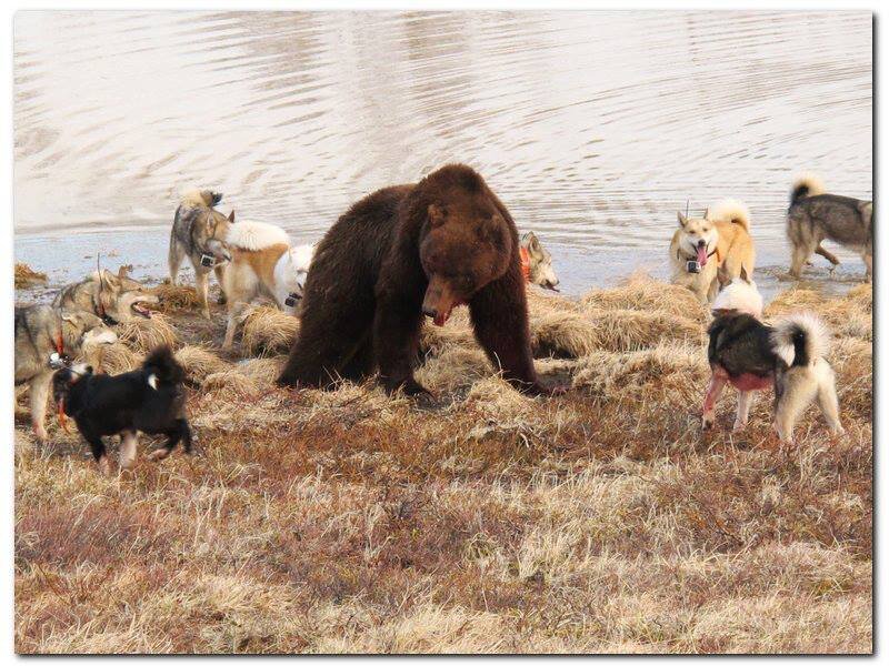 Необычная ситуация