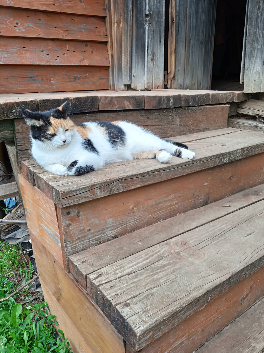 Кошка Мурка