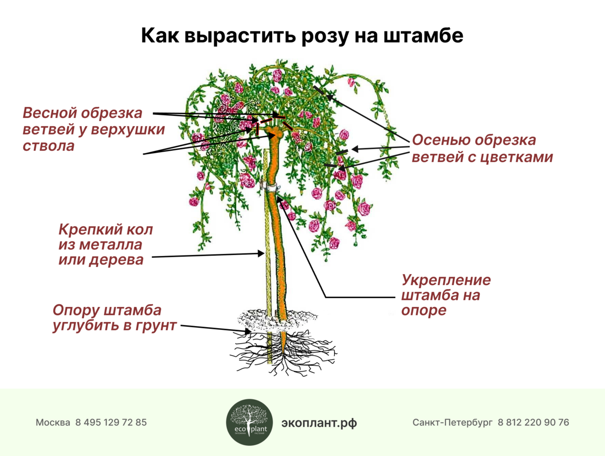 Штамбовые розы – мечта дачника