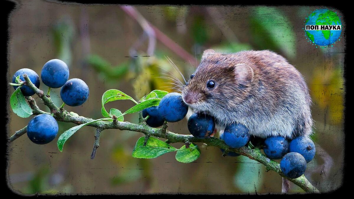 Изображение из открытых источников