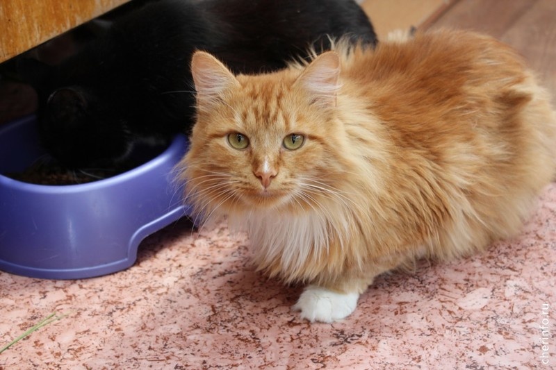    Операции делают на средства гранта, который получила некоммерческая организация "Быть человеком". Всего бесплатно стерилизуют 500 собак и кошек.