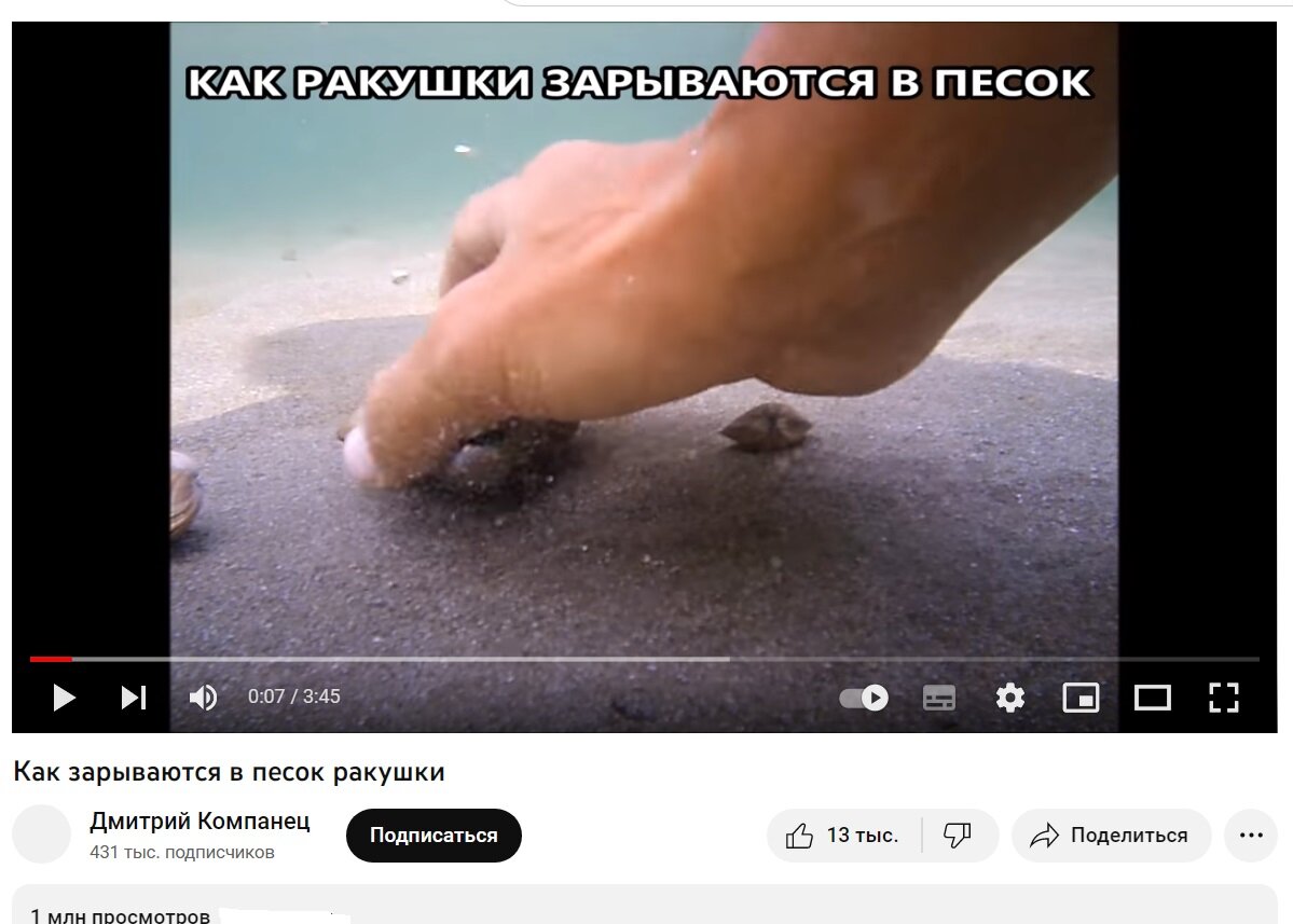 "Как зарываются в песок ракушки