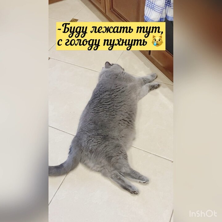 Вселенская печаль в глазах у кота😿 Мяса не дают 😳