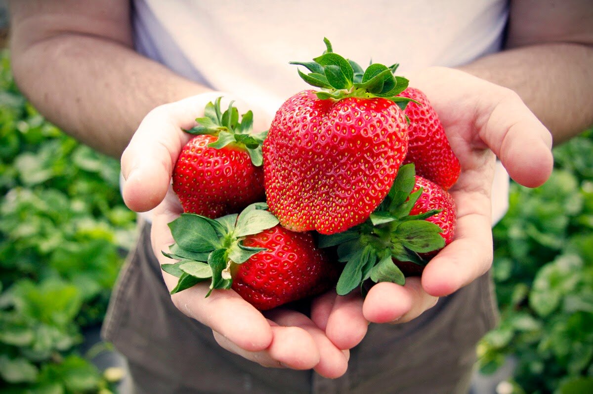 Губы с клубникой. Клубника во рту. Мице шиндлер клубника. Strawberry shortcake персонажи. Фотосессия с фруктами.
