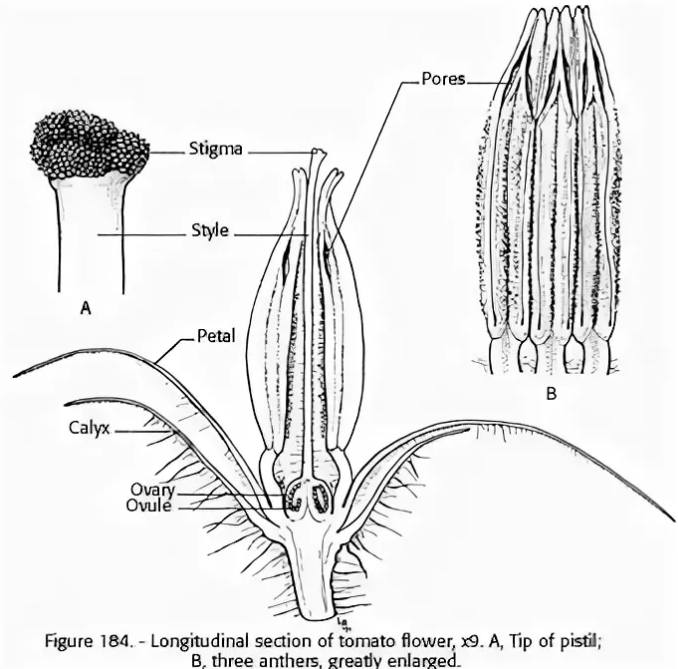 Строение томата схема рисунок. Строение цветка томата опыление. Строение цветка томата схема. Строение цветка томата схема рисунок. Строение цветков томата.