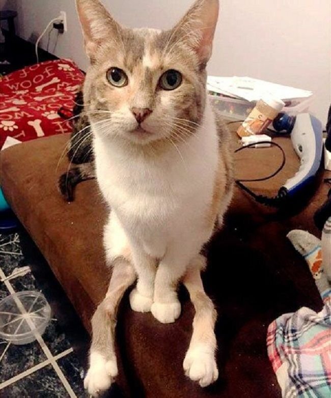 Адира сидит. Источник фото: https: //mau.ru/pub/news/?p=2017