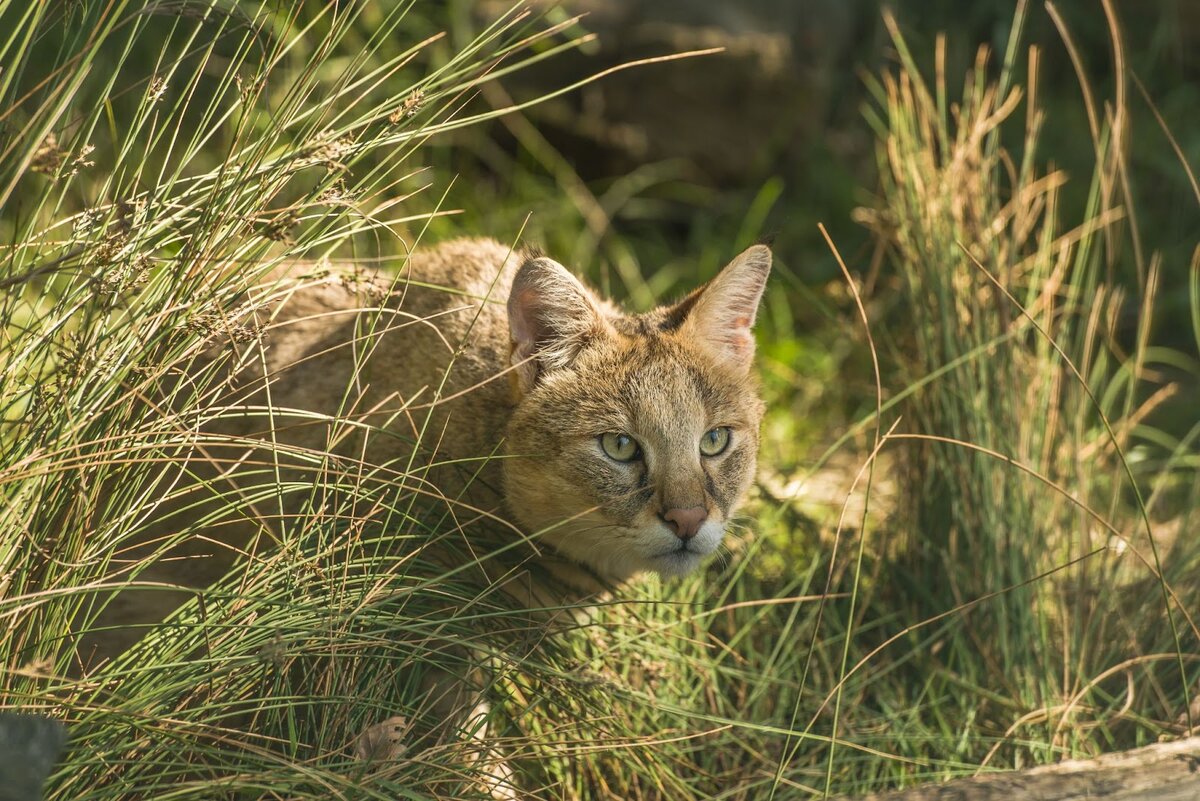 За секунду до прыжка