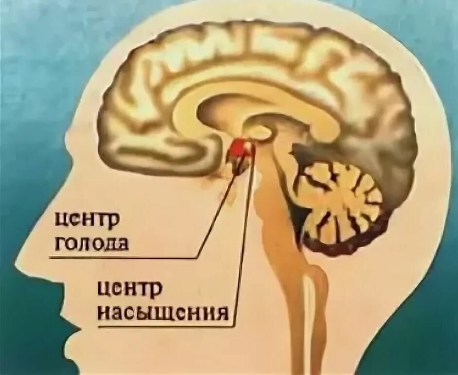 Центр насыщения в мозге