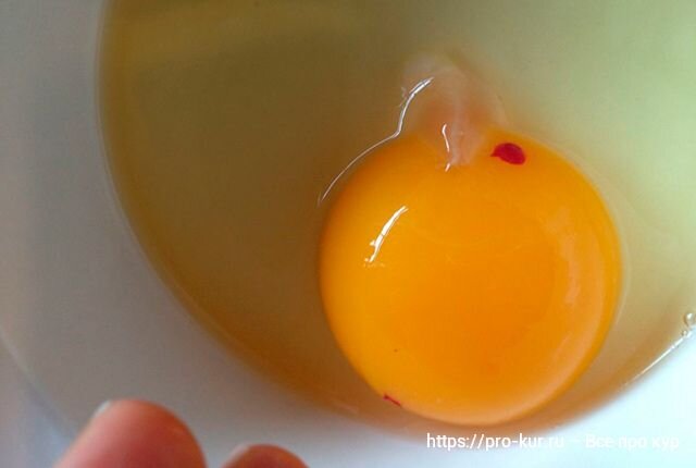Кровинка в курином яйце – причины и безопасность
