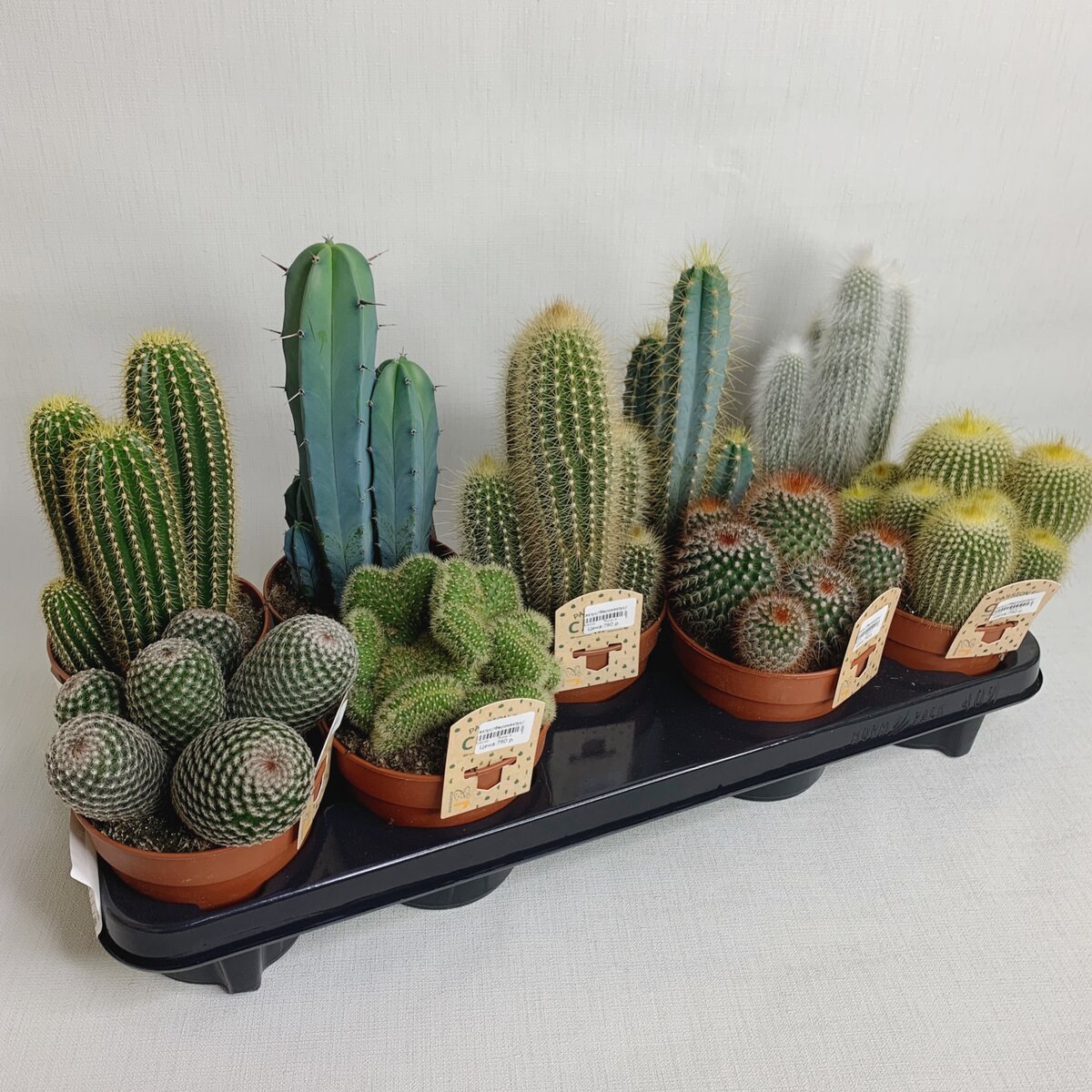 Cactus спб. Кактус СПБ.