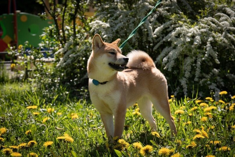 Сиба-ину Legenda Arden Wakana