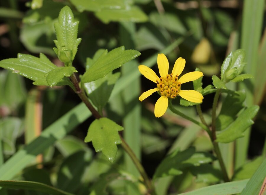 Желтый цветок Wedelia prostrata.  (Фото: Alpsdake/Лицензия CC BY-SA 4.0)