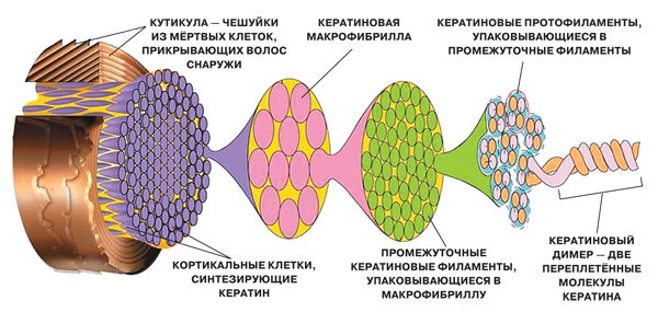 Структура волоса. Снаружи волос окружает кутикула из нескольких слоёв мёртвых клеток, защищающих волос от внешней среды. Основная часть волоса — кортекс, или кортикальный слой, образованный кортикальными клетками и межклеточным веществом (матриксом). Кортикальные клетки заполнены кератином, образующим толстые нити-фибриллы. Иллюстрация: www.pinterest.ru.