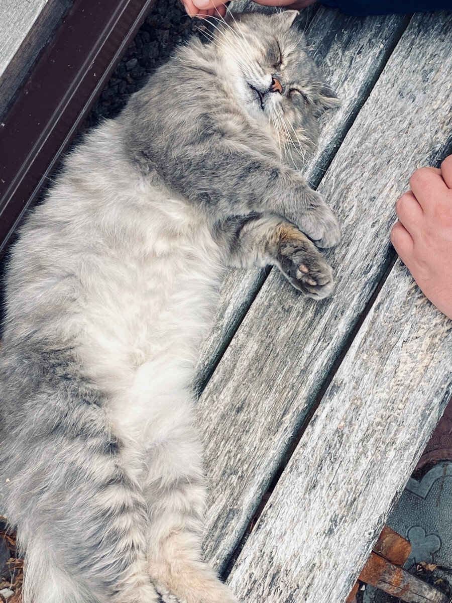 Или вообще никуда не пойду. Буду лежать на скамеечке рядом с верандой. Везде фото автора.