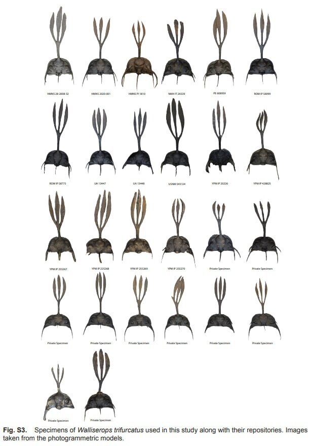 Пример разнообразия рогов валлизеропса