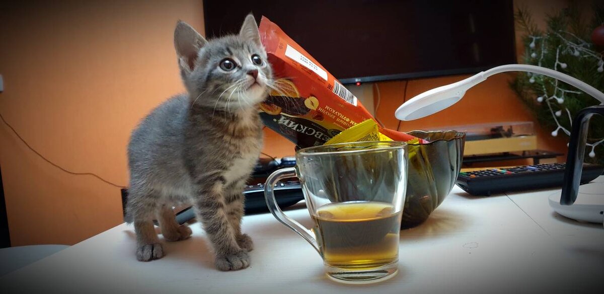 Фантик- ценитель чая. Фото автора от 15.01.2023