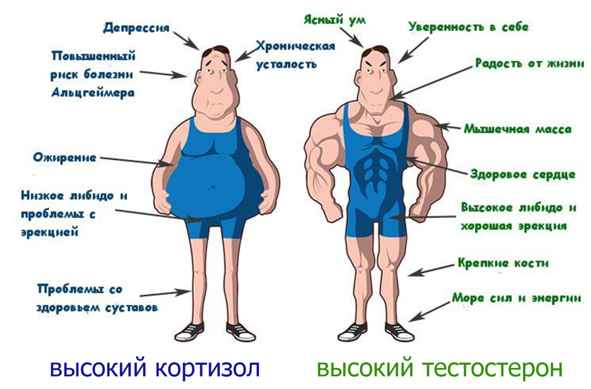 Кортизол бьёт по здоровью, сжигает мышцы и растит жир. Какие упражнения  помогают | Фитнес тренер Юрий Спасокукоцкий | Дзен