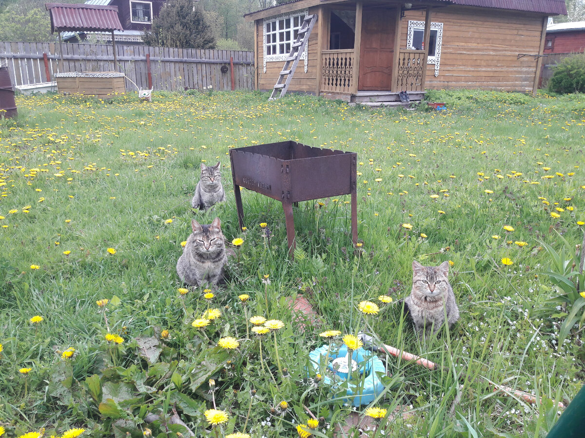 Поели на огороде всю живность включая кротов, хищники одним словом.