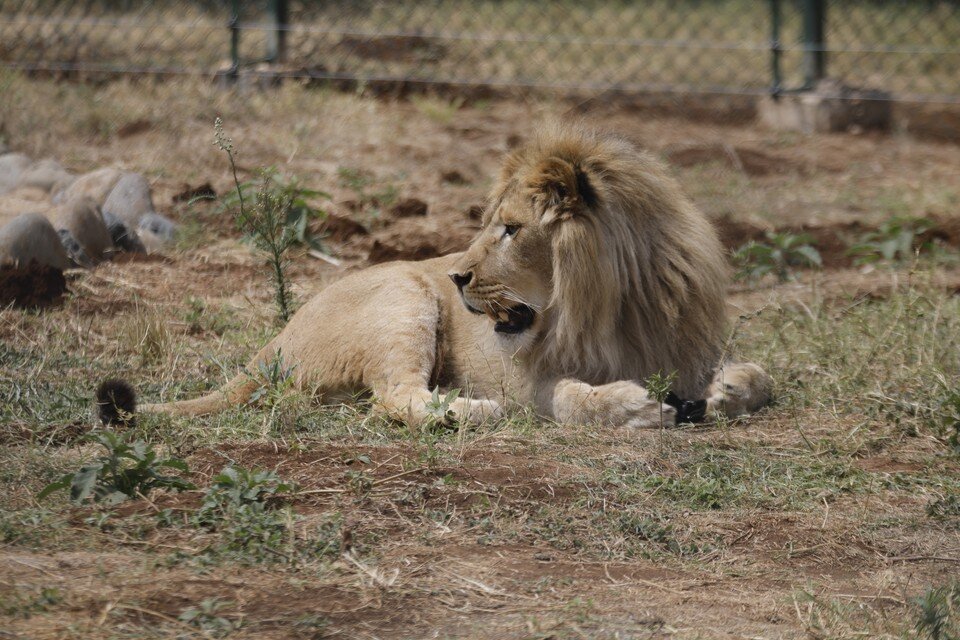     Уже 1,5 года Симба живет в Танзании. Фото: РМК