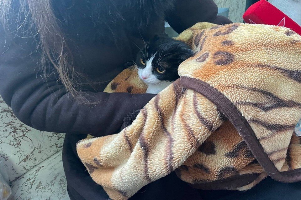     Кошку Геру спасли из-под завалов разрушенной пятиэтажки на Линейной,39. Анна ПАШАГИНА