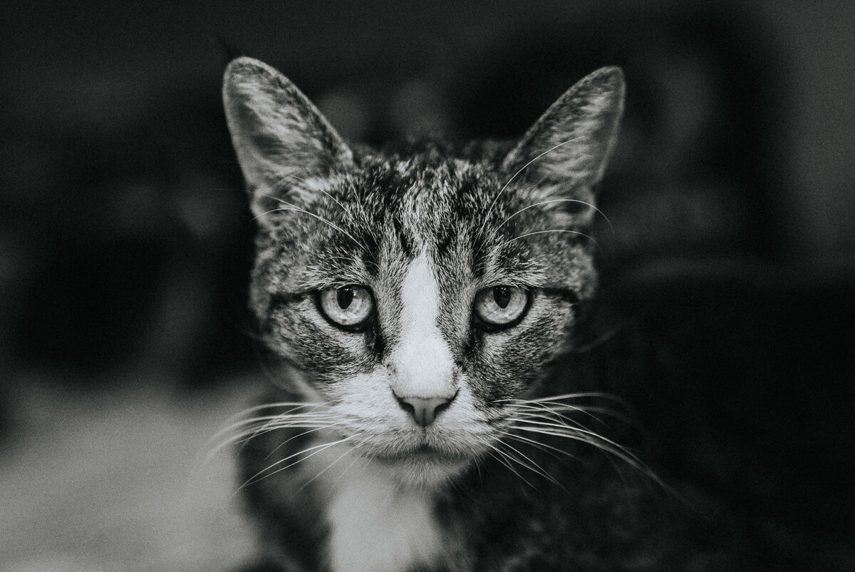 Фото Даниила Чекалова на Unsplash