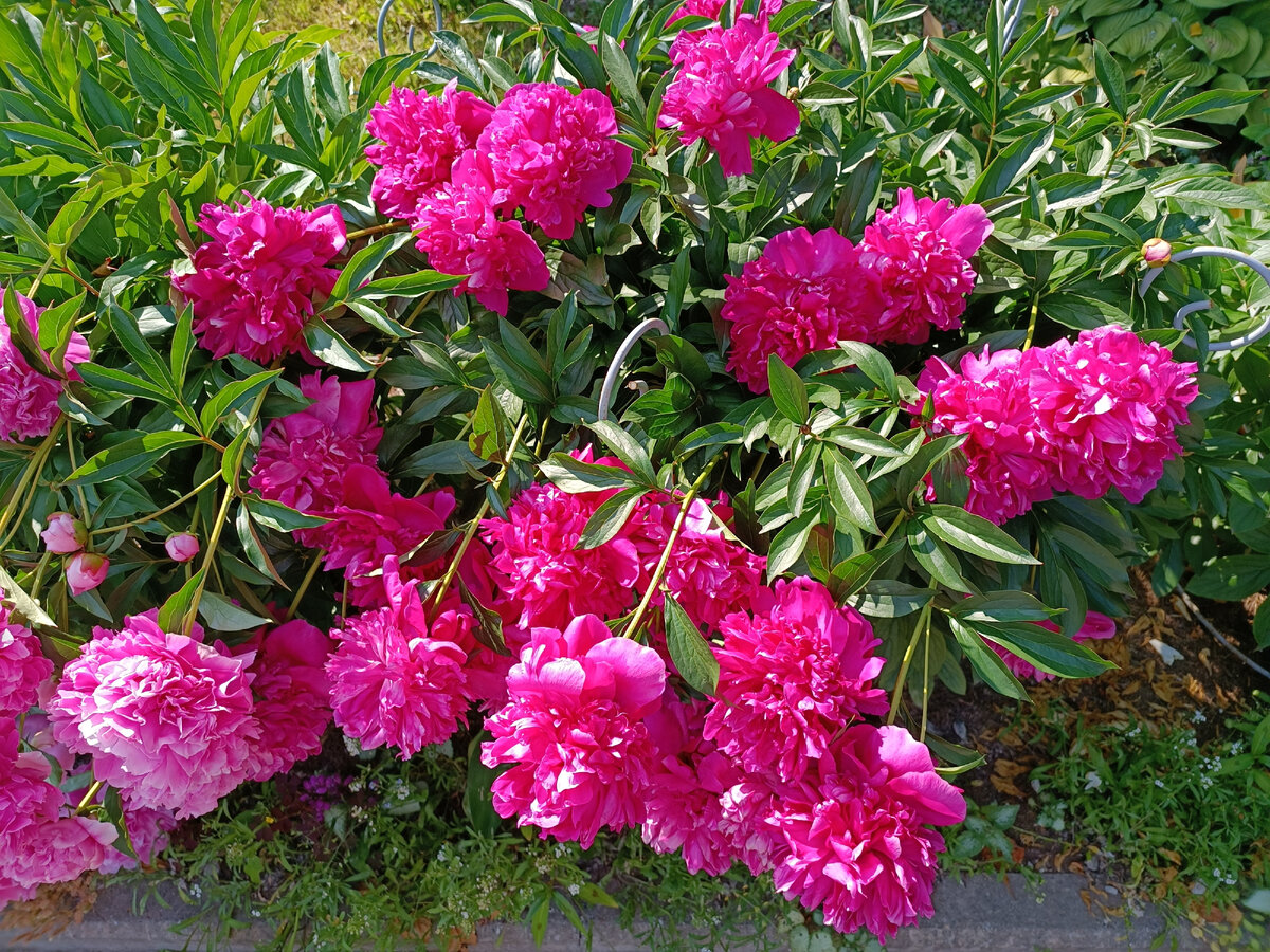 срезанные пионы. срезка пионов. древовидные пионы. пион микс. голландские пионы.