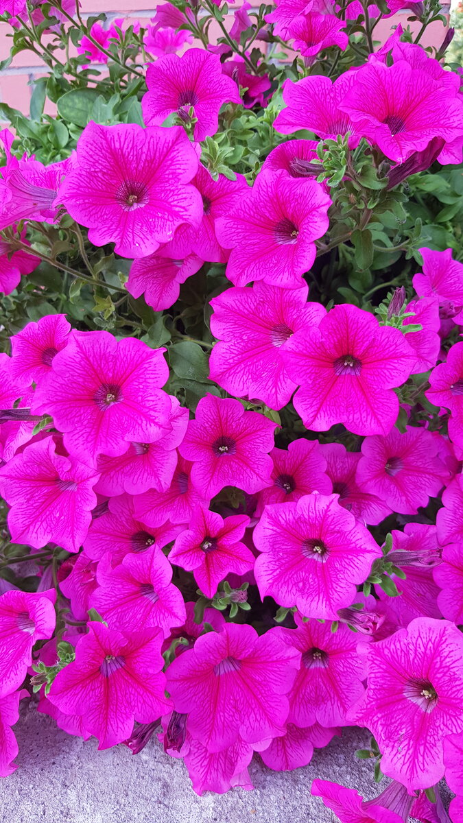 сурфиния Hot Pink - август