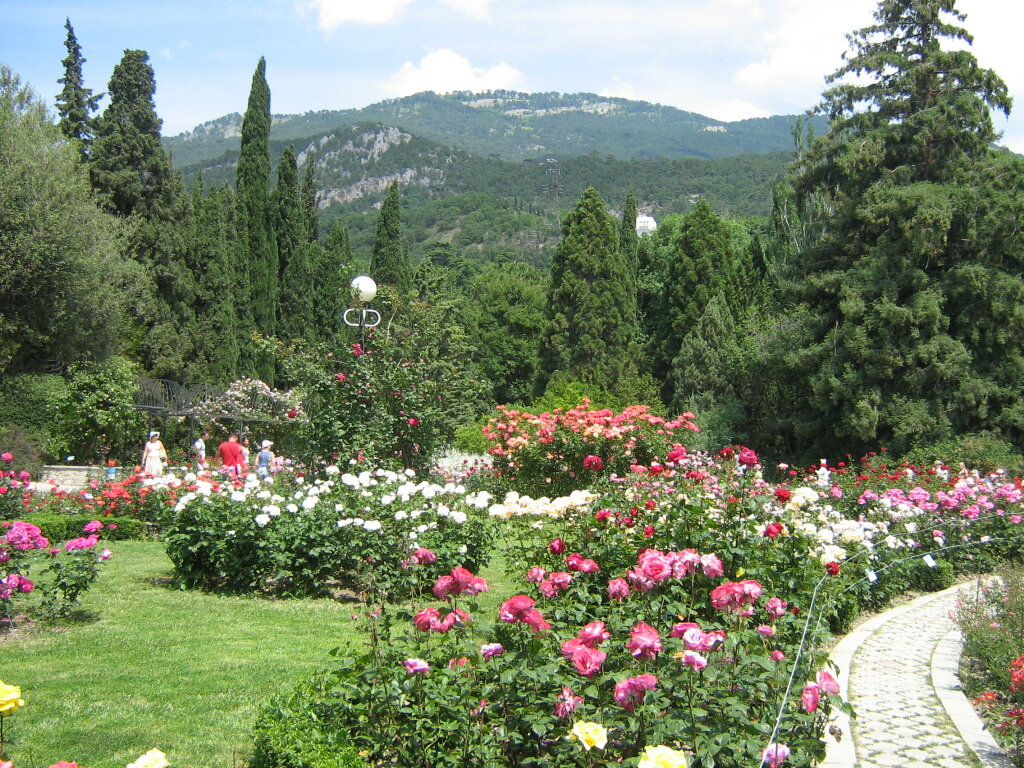 В Никитском ботаническом саду во время цветения роз... Фото автора