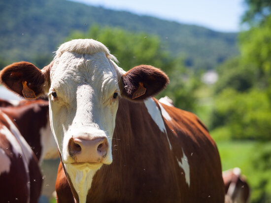     Главное внимание сегодня получает скотина и другие домашние животные. фото: freepic.com