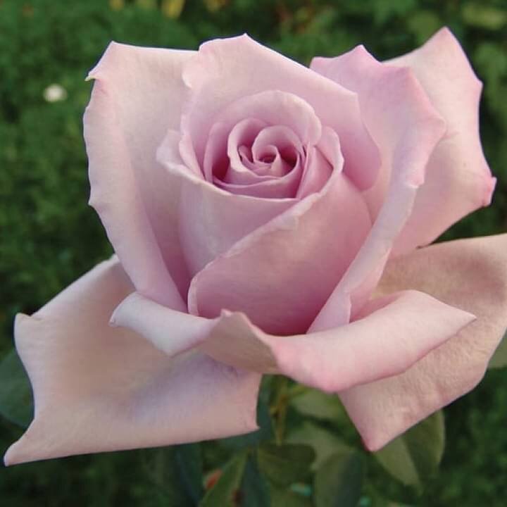 Фото LUDWIG’S ROSES