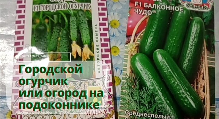 важно правильно подобрать сорта или гибриды огурцов именно для балконов или подоконников! 