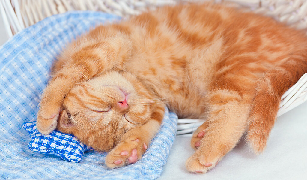 Длительный сон необходим кошкам для накопления энергии.