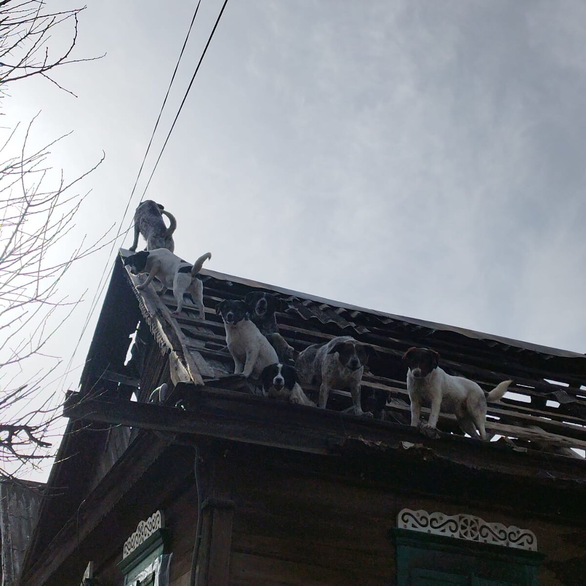 Всё. Собаки вернулись в родное гнездо. Как скворцы.