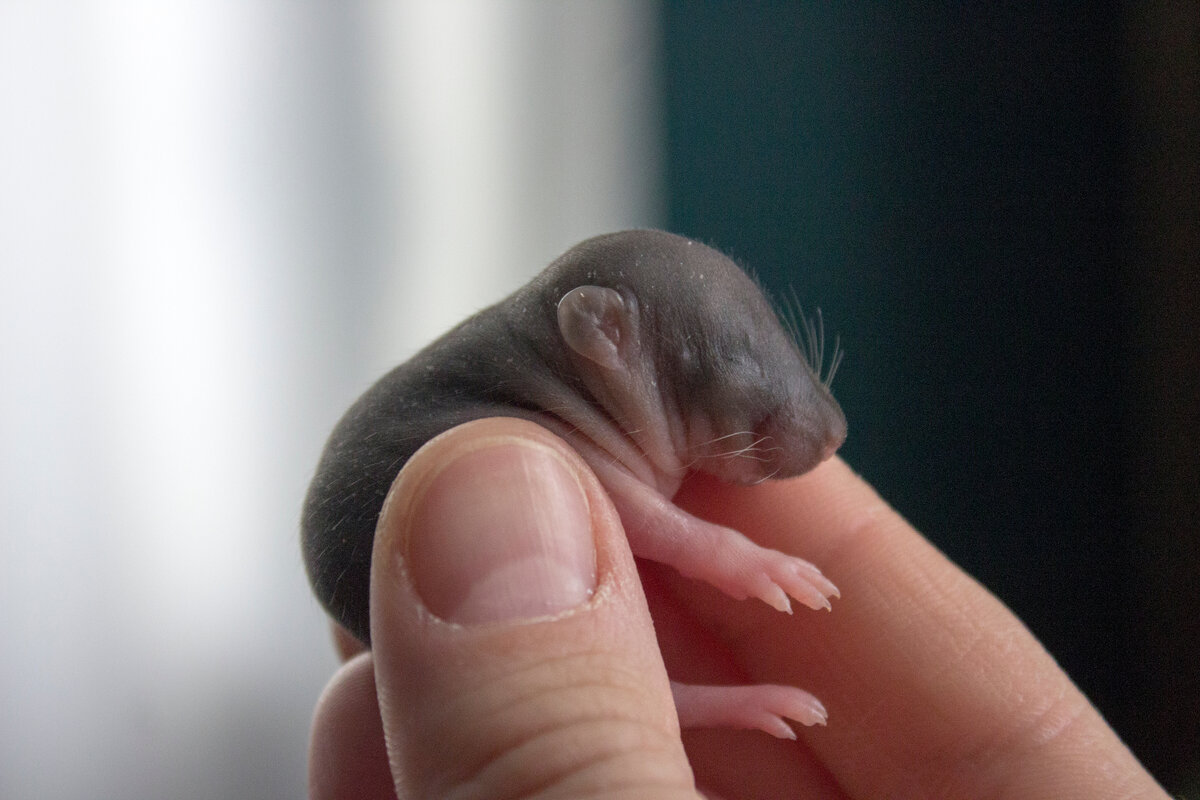 Новое поколение хвостатых