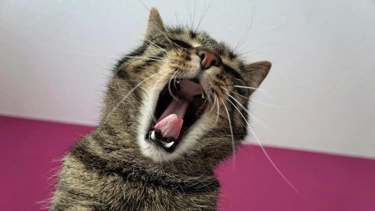 Как кричит мало. Кот кричит. Кричащий кот. Орущие коты. Орать.