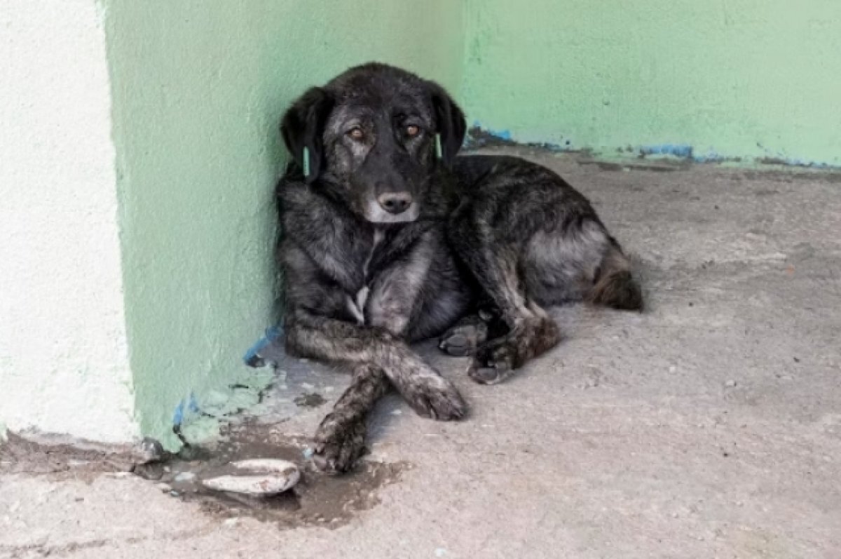    Неизвестные снова убили собак в воронежском приюте «Дора»