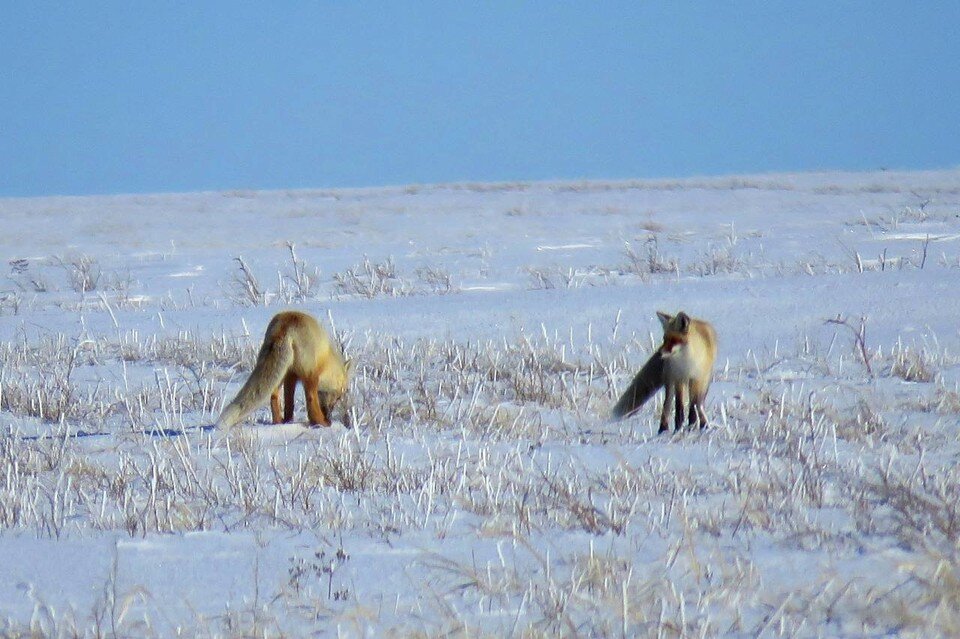     Есть признаки, которые явно говорят о том, что зима сдает позиции. Фото: Дмитрий Немальцев