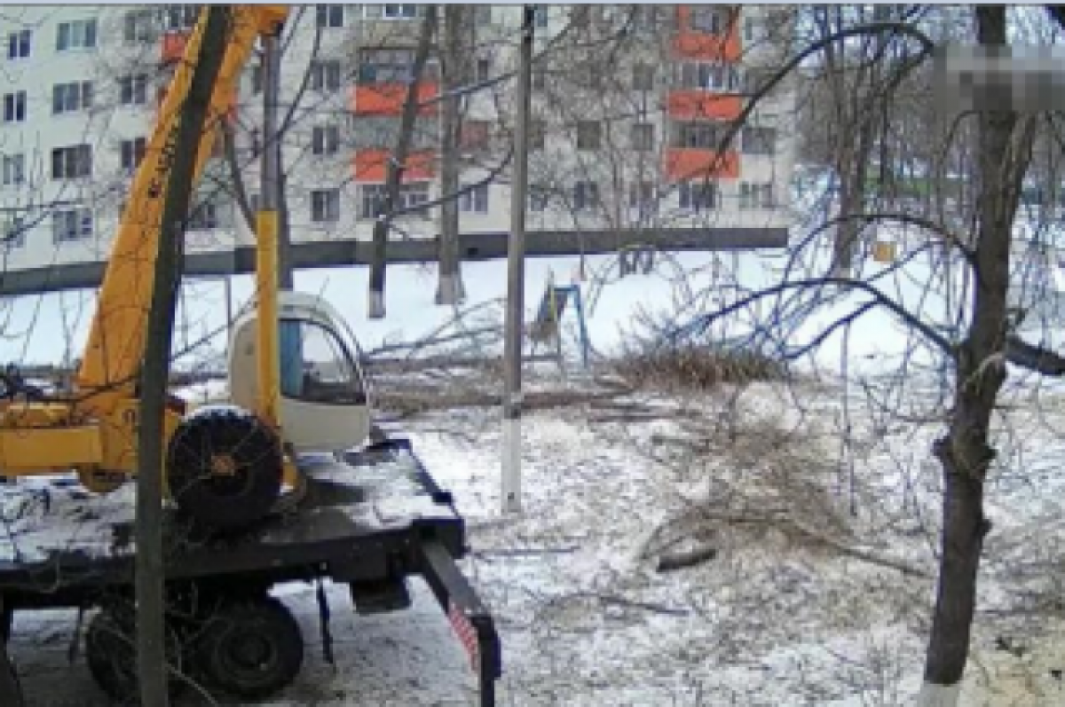 В Белгородской области двое рабочих погибли при спиле деревьев | АиФ- Белгород | Дзен