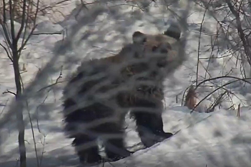     Выживший без мамы медвежонок сам пытается добыть себе еду Фото: МРОО «Центр «Тигр»