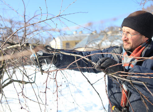Такую ветку Михаил Черток рекомендует вырезать