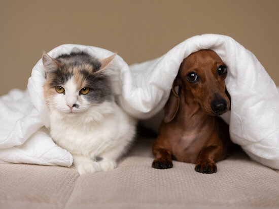     ФОТО: RU.FREEPIK.COM