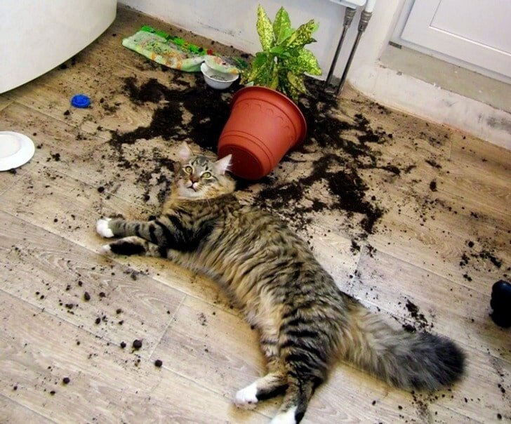 Источник: https://googleik.ru/2022/05/10/9-%D1%84%D0%BE%D1%82%D0%BE-%D0%BA%D0%BE%D1%82%D0%BE%D0%B2-%D0%BA%D0%BE%D1%82%D0%BE%D1%80%D1%8B%D0%B5-%D0%B8-%D0%B2%D0%B5%D0%BB%D0%B8-%D0%B1%D1%8B-%D1%81%D0%B5%D0%B1%D1%8F-%D0%BF%D1%80%D0%B8%D0%BB