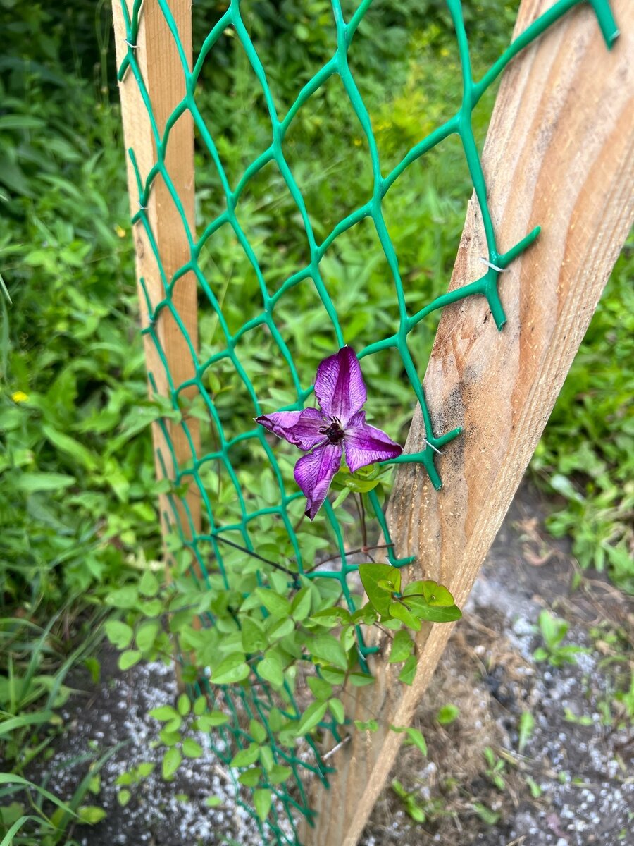 Super Nova - цветение первого бутона