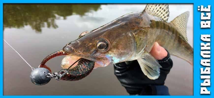 приманка для судака