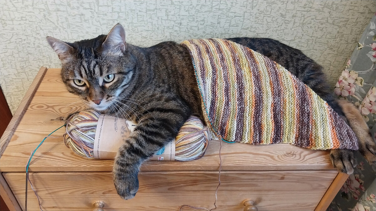 Мой котик, мой помощник всегда рядом!