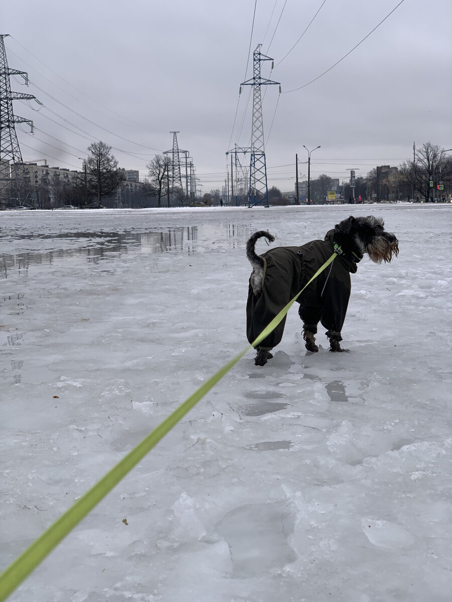 Собака гуляка