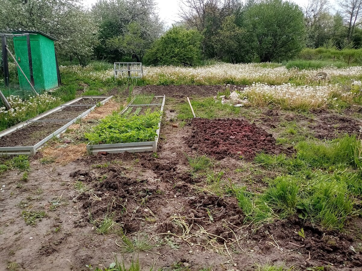 Здесь одуванчики уже выкопаны, перцем посыпано.