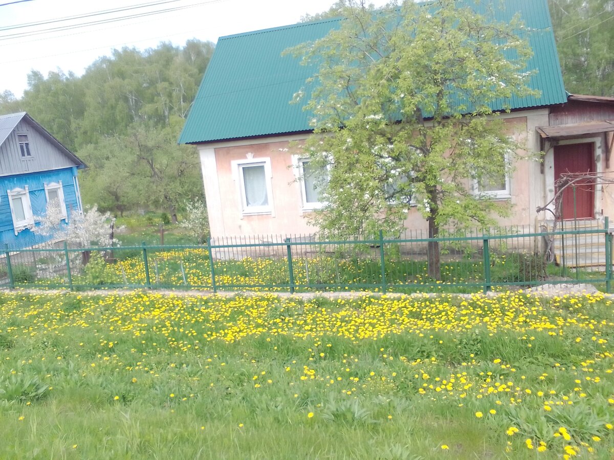 Фото моё. В этом году - море одуванчиков. И в прошлом также было .
