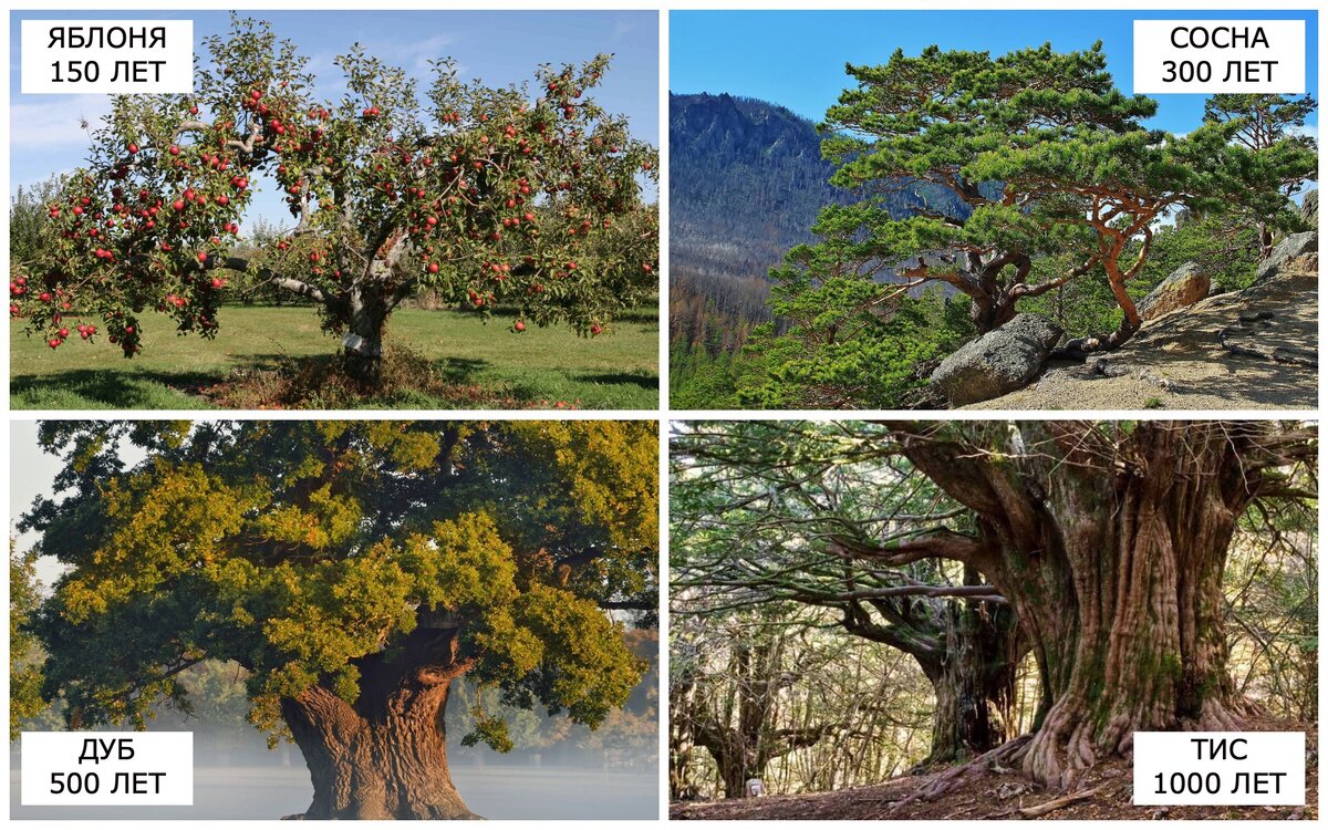 ТОП-5 родовых деревьев, которые будут расти столетиями | Питомник Растений  №1 Экоплант | Дзен