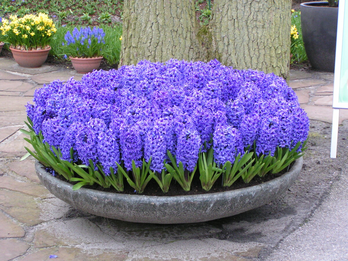 Синие цветы для релакса: место отдыха на вашей даче | MOSWEEKHOME-2023 ...